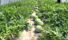 最新河北吃瓜视频爆料